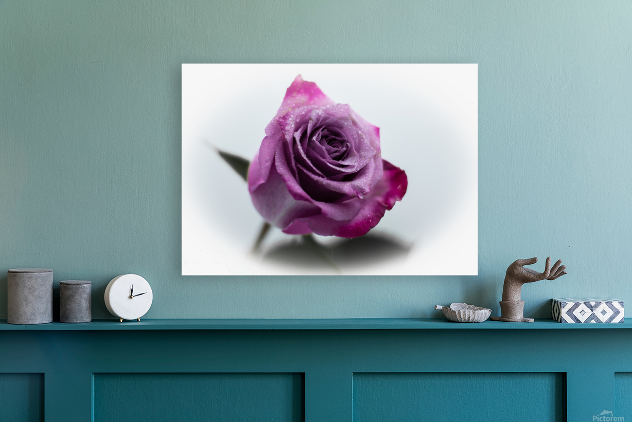 Purple Rose 9 Reproduction