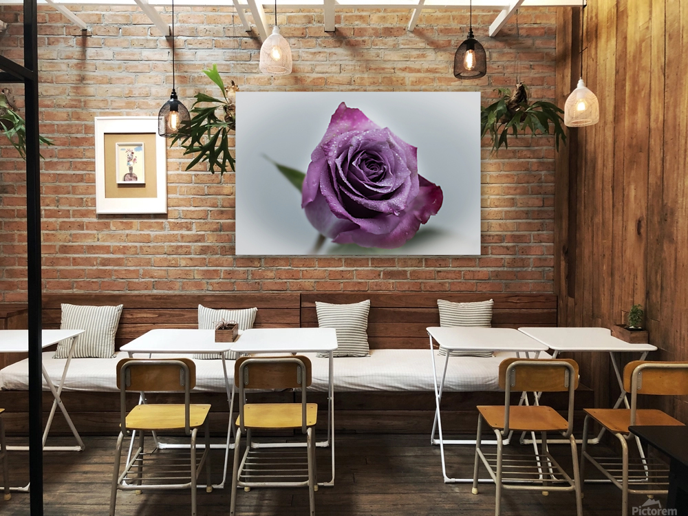 Purple Rose 1 Reproduction
