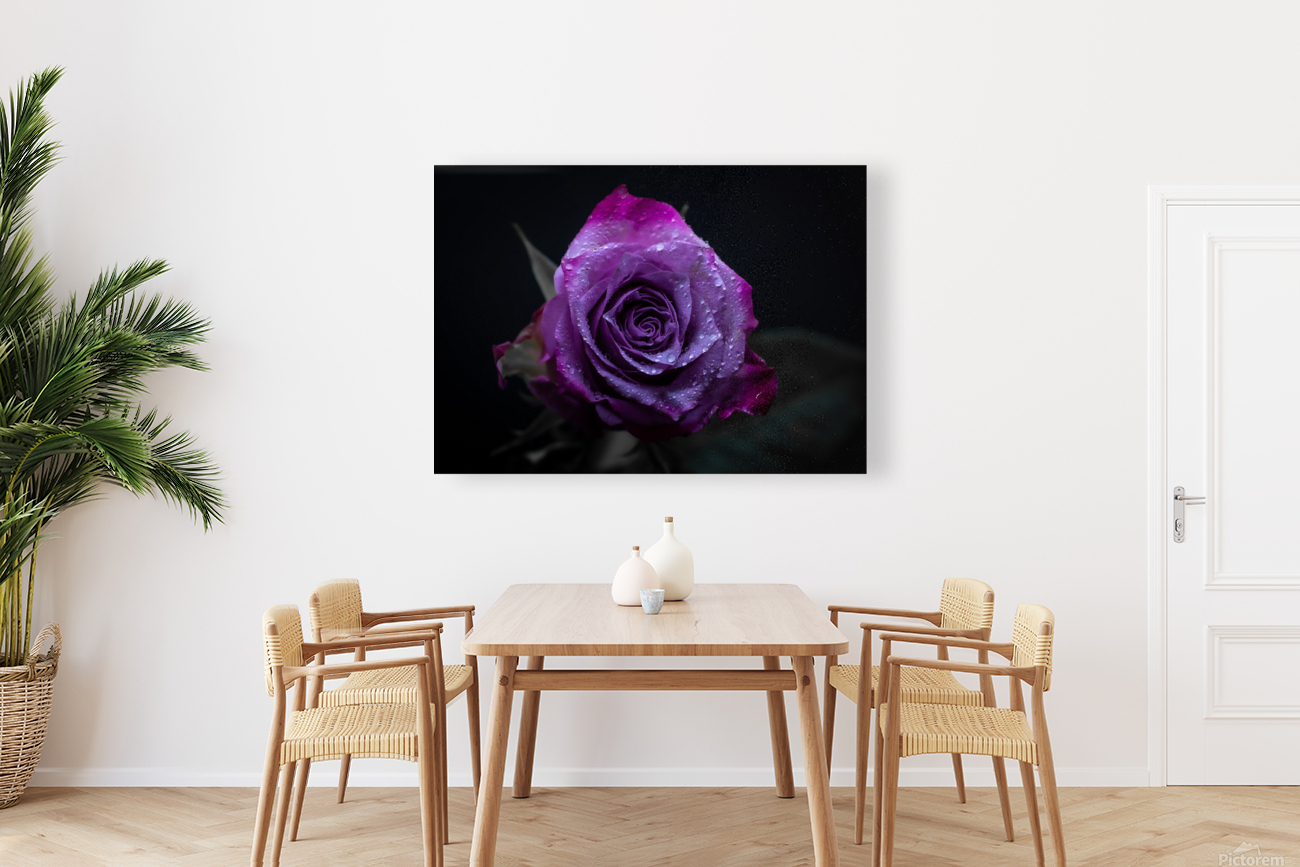 Purple Rose 3 Reproduction