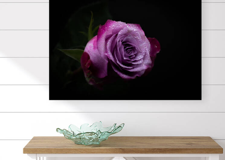 Purple Rose 7 by Cloud Nine Photography