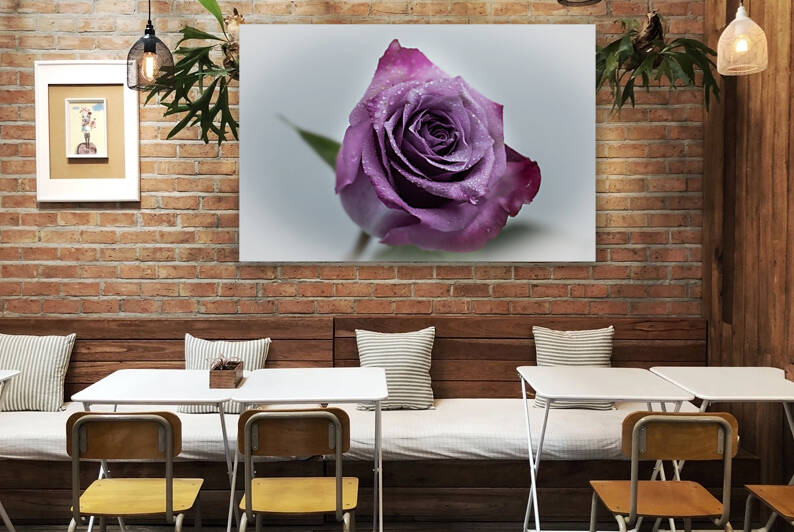 Purple Rose 1 by Cloud Nine Photography
