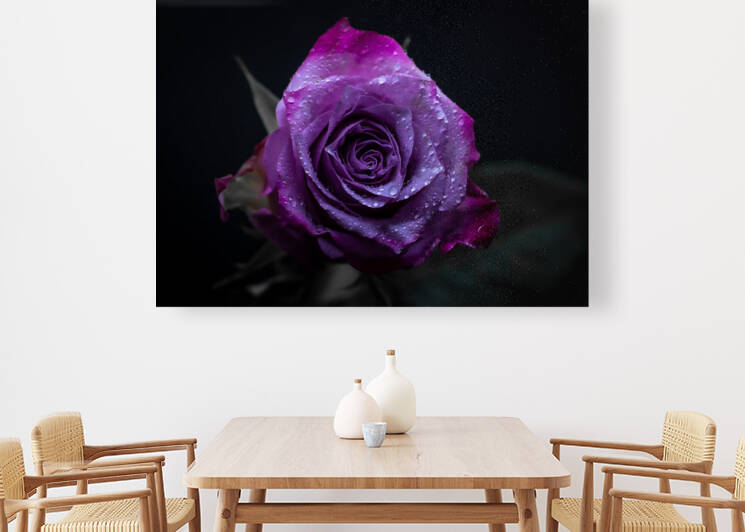 Purple Rose 3 by Cloud Nine Photography