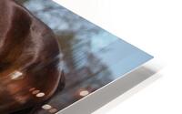 Benny 4 HD Metal print