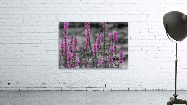 20210828  AAK0810 Wall Preview