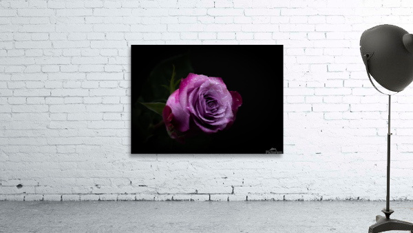 Purple Rose 7 Wall Preview