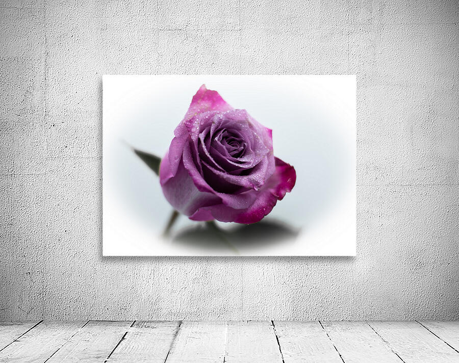 Purple Rose 9 Wall Preview