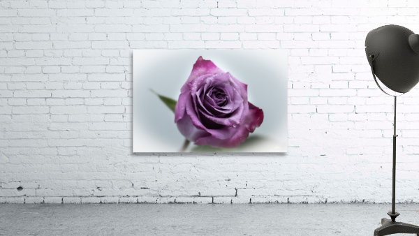 Purple Rose 1 Wall Preview