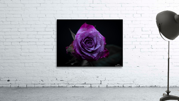 Purple Rose 3 Wall Preview