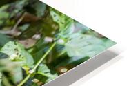 Brilliant Basilisk HD Metal print