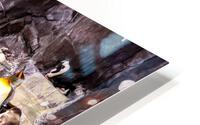 King Penguin HD Metal print