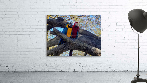 Parrots  Wall Preview