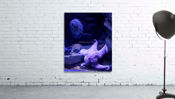 Starfish  Wall Preview