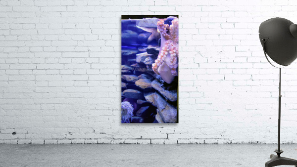 Octopus  Wall Preview