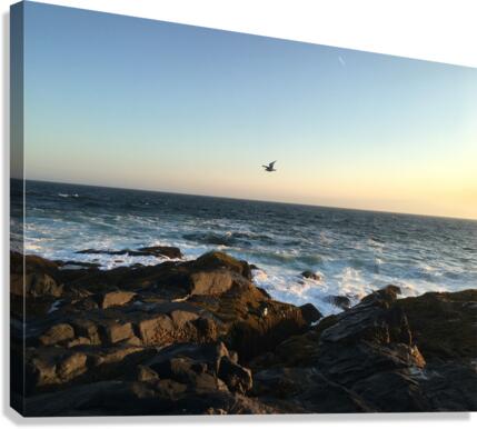 IMG 0291A Canvas Print