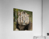Lion Acrylic Print
