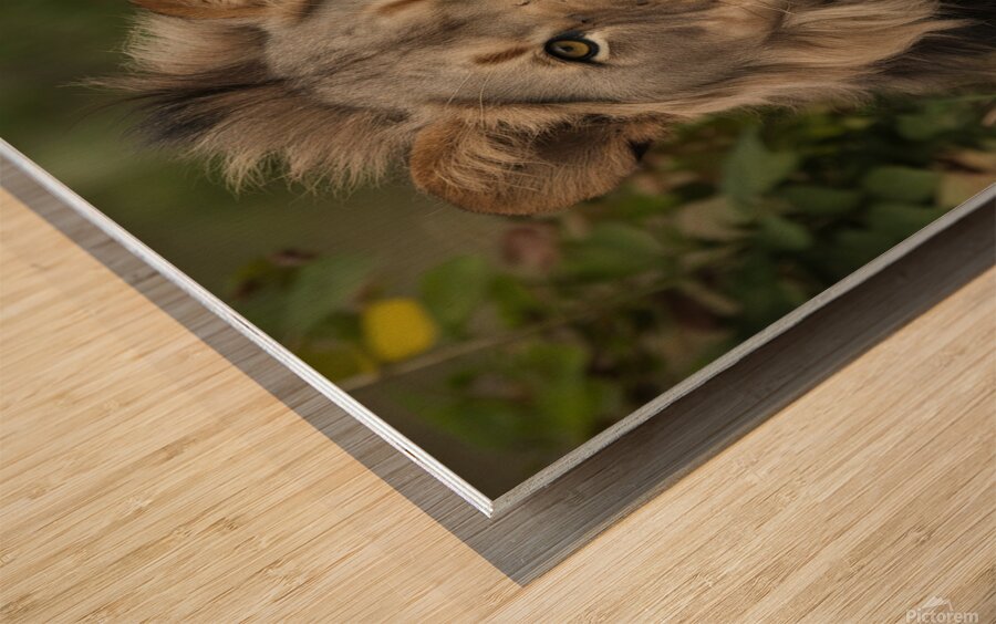 Lion Wood print