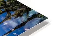 Road lined with Palm trees. HD Metal print