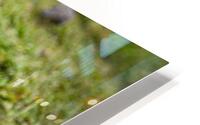 Duck posing on grass for photo HD Metal print