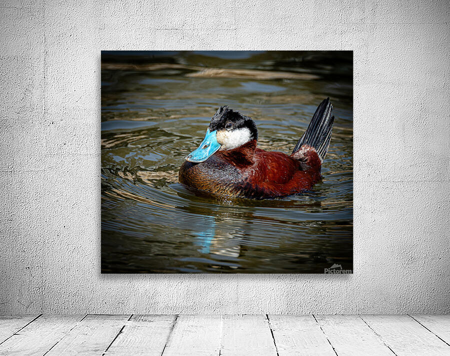 Ruddy Duck Wall Preview