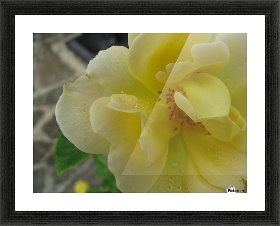 Rainy yellow flower Picture Frame print