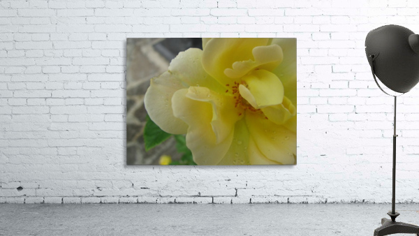 Rainy yellow flower Wall Preview