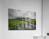 Somlo Acrylic Print