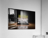 MicroGreen Acrylic Print