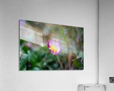Daisy Acrylic Print