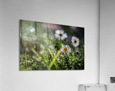MacroDaisya Acrylic Print