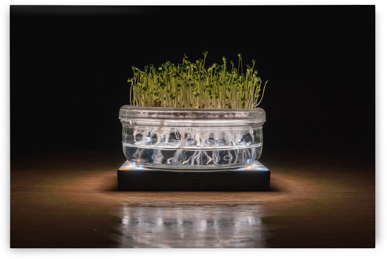 MicroGreen by ReDSG