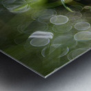 MacroDaisya Metal print