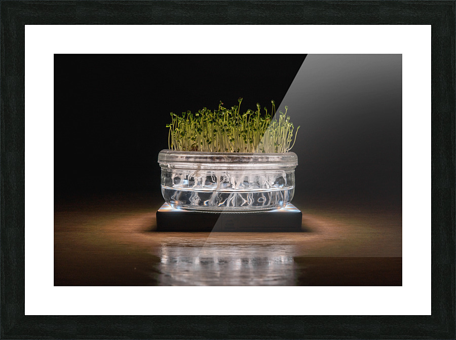 MicroGreen Picture Frame print