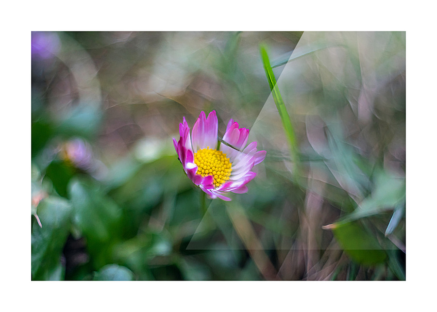 Daisy Picture Frame print