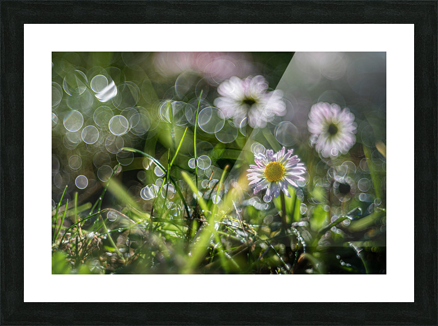MacroDaisya Picture Frame print