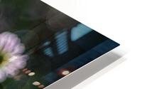 MacroDaisya HD Metal print
