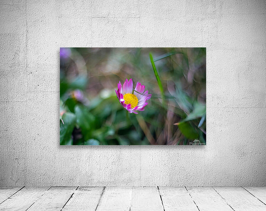 Daisy Wall Preview