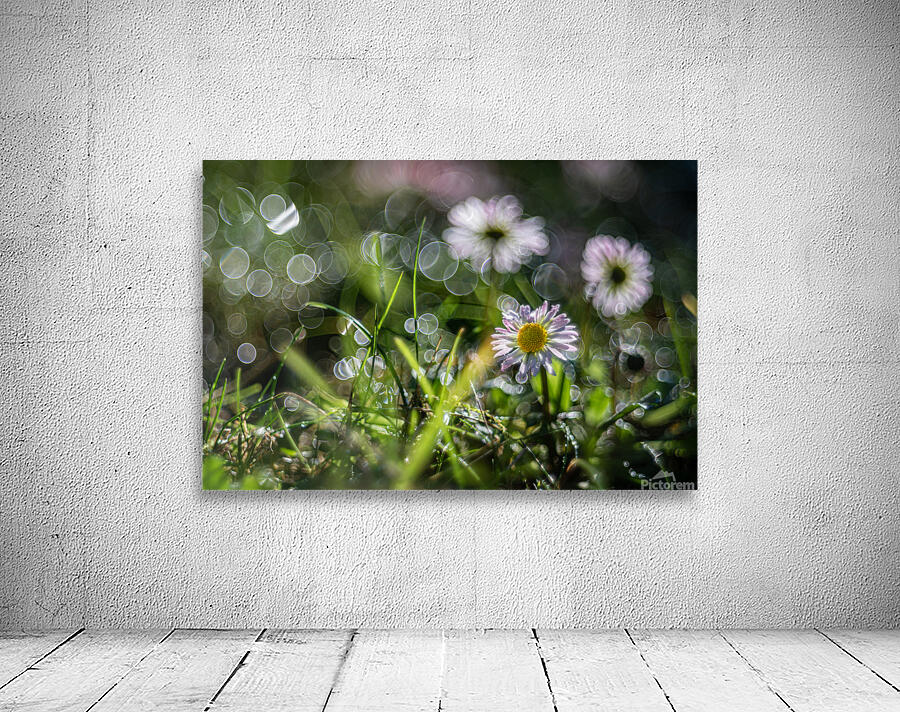 MacroDaisya Wall Preview