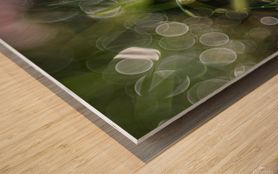 MacroDaisya Wood print