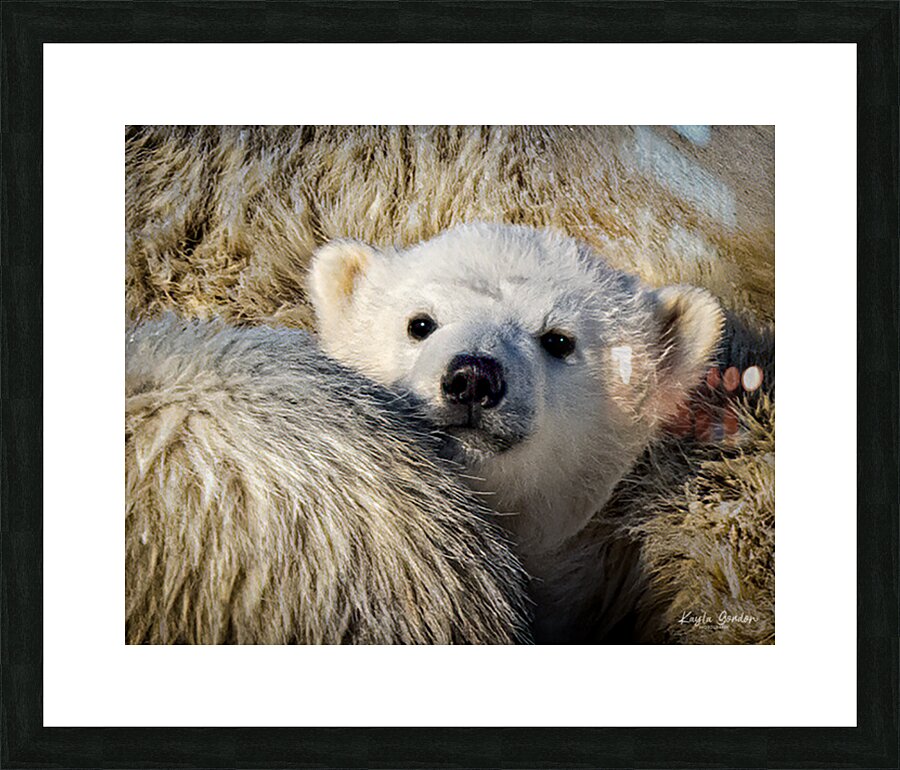 Cute. Cub Picture Frame print