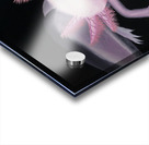 22 16 axolotl Acrylic print
