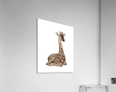 giraffe2 Acrylic Print