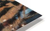 22 01 tiger HD Metal print