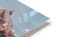 22 03 hippo HD Metal print