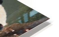 22 04 panda HD Metal print