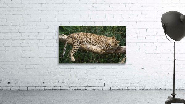 Leopard Wall Preview
