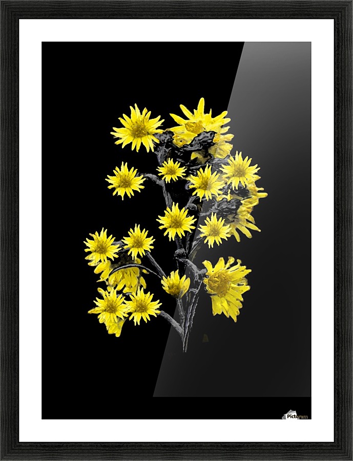 Sunflowers over Black Picture Frame print