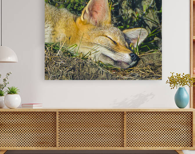 Fox sleeping closeup photo by Daniel Ferreia Leites Ciccarino