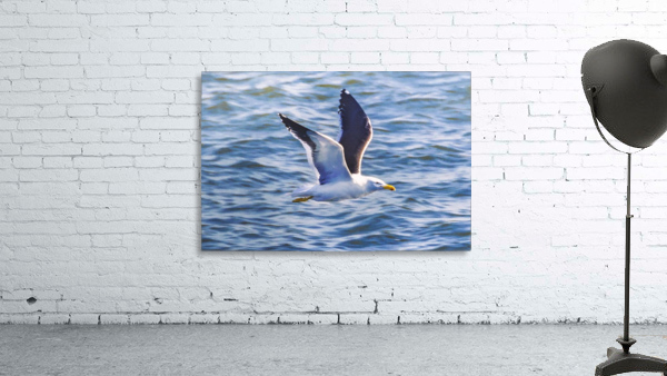 SeagullFlyingOverSeaMontevideoUruguay Wall Preview