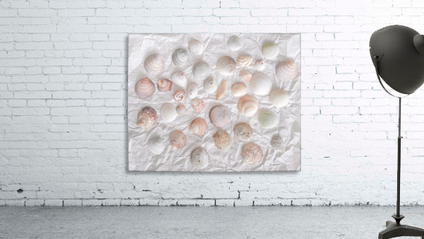 Mollusk Shells Pattern Wall Preview