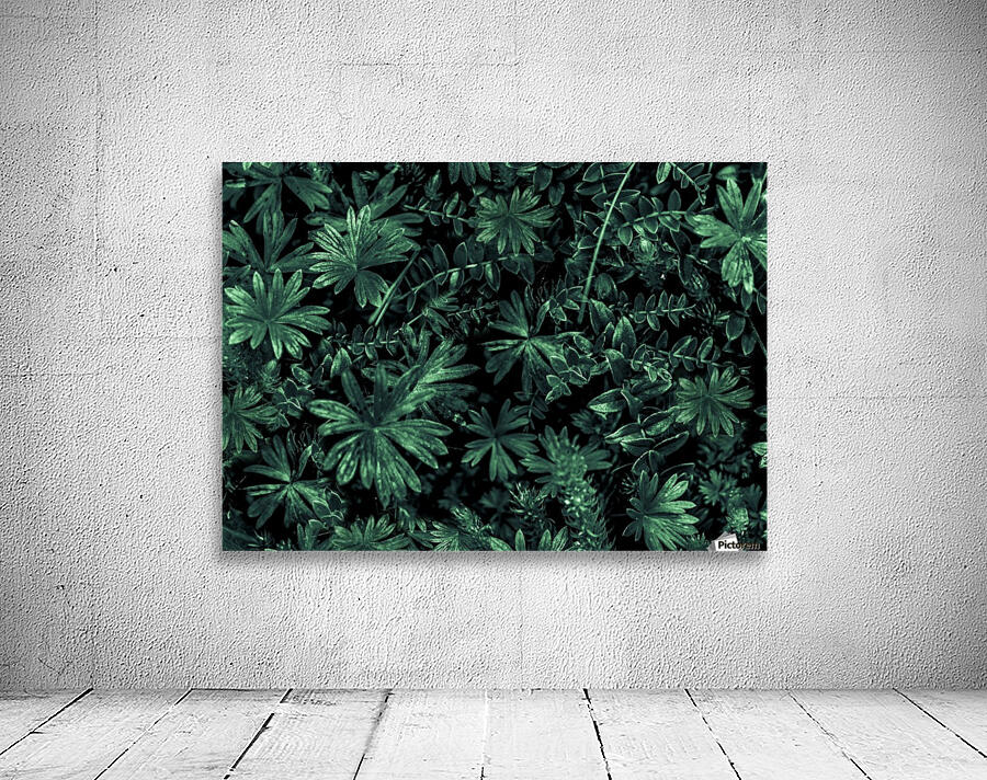 Dark Flora Photo Wall Preview